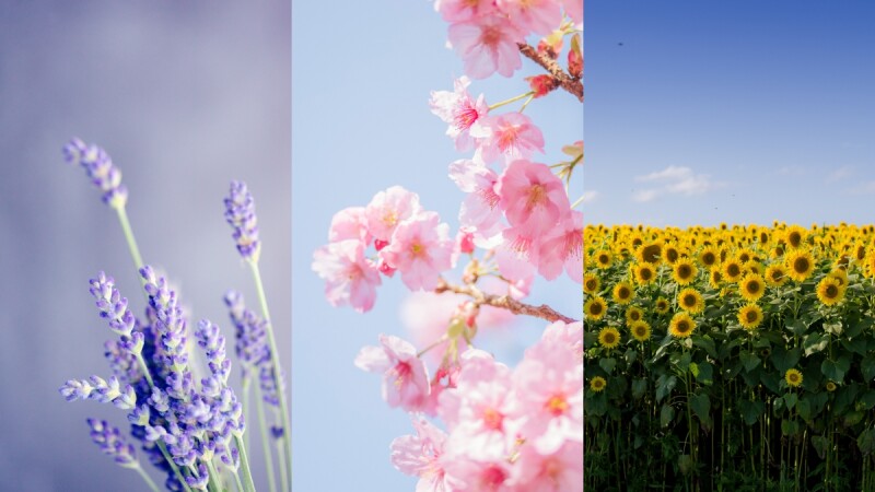 薰衣草、櫻花、向日葵…你屬於哪種花？用花測出近況，還能成為彩妝靈感