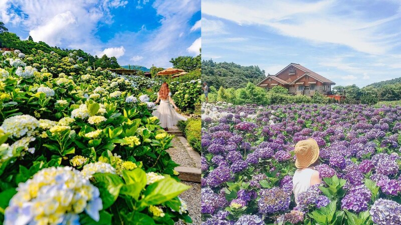 2022竹子湖繡球花季來了！五大農園美照拍不完、一次遊程日期快筆記