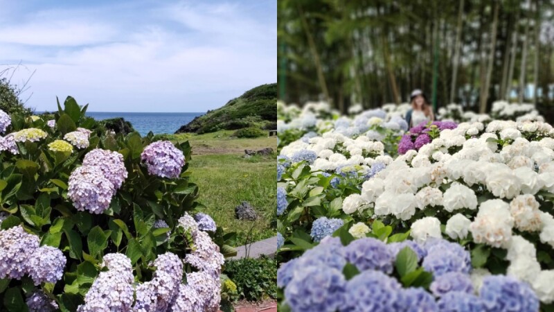 【Julia韓國觀察筆記】夏天就要到濟州島賞繡球花！5大賞花景點公開