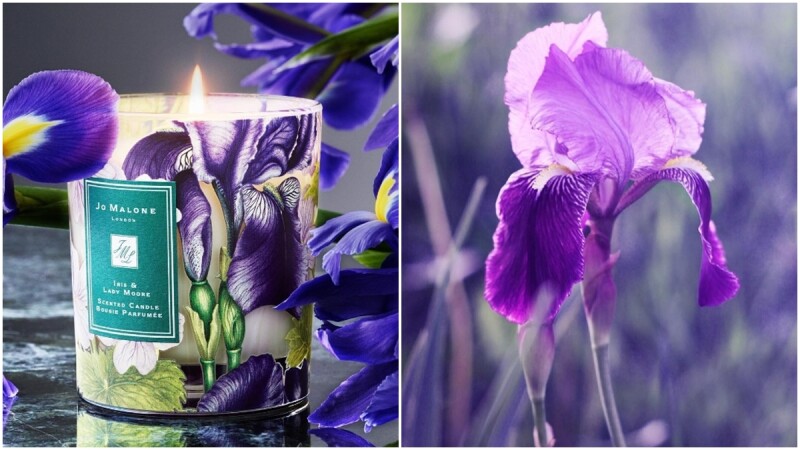 擁有彩繪瓶身的Jo Malone London 2017年度慈善蠟燭,有這麼美的紫色鳶尾花我也想買來做公益