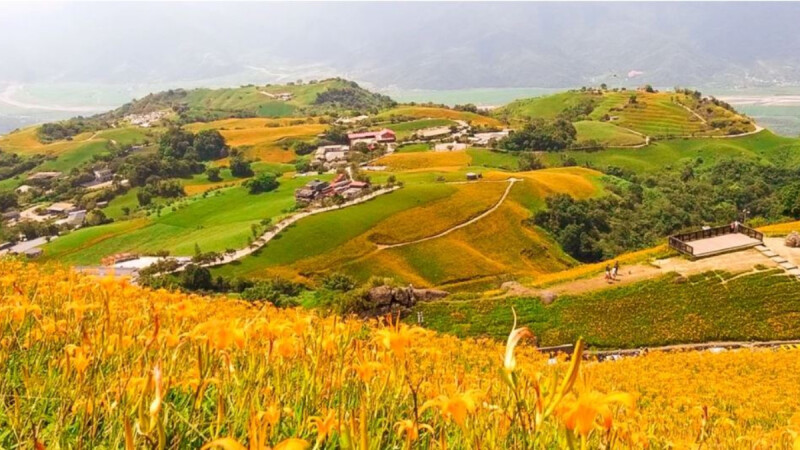 【2020花蓮金針花】六十石山金針花海8月盛放，天使鋪上的金黃地毯！