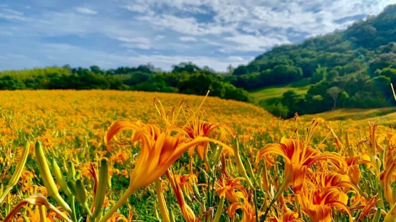 2021花蓮金針花季唯美綻放！六十石山、赤科山滿山金黃花海超療癒，最佳賞花期、人潮管制資訊一次看