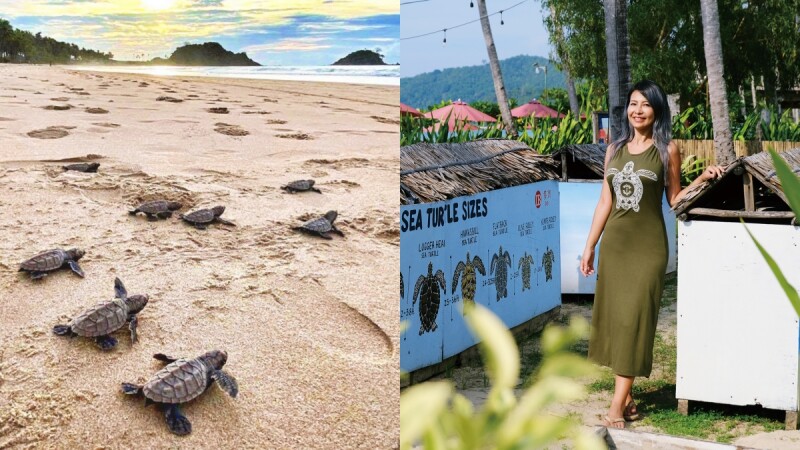 專訪|菲律賓愛妮島──海龜媽媽 Sylvia,築巢10米回家路是我的使命