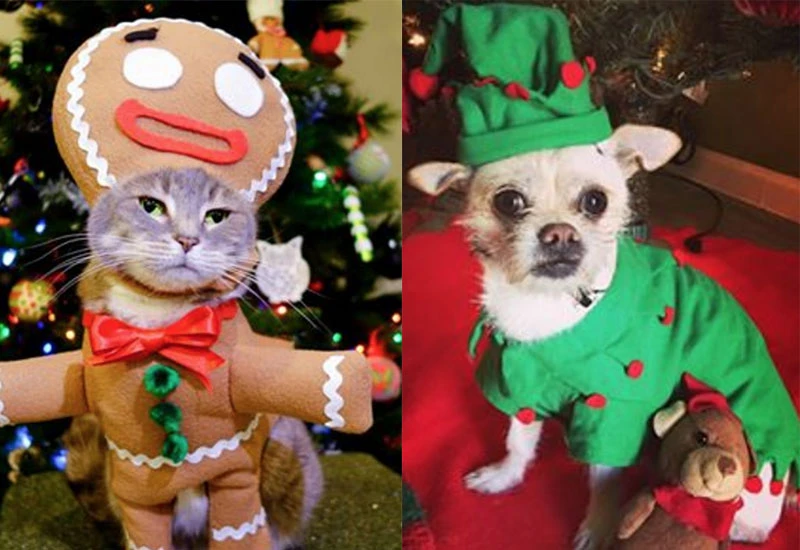 薑餅貓咪、聖誕蜥蜴全到齊！比主人還萌的毛小孩聖誕裝特輯