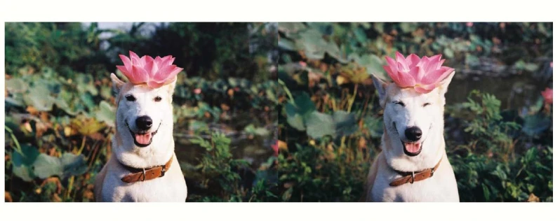 從浪浪變成全世界最幸福的微笑犬！「愛」就是一切