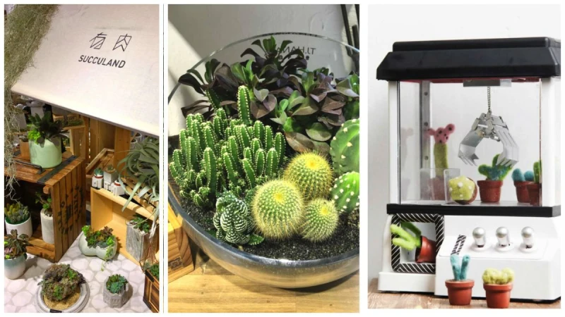 療癒滿點，「有肉」植物召喚綠手指來場冬季戀肉 