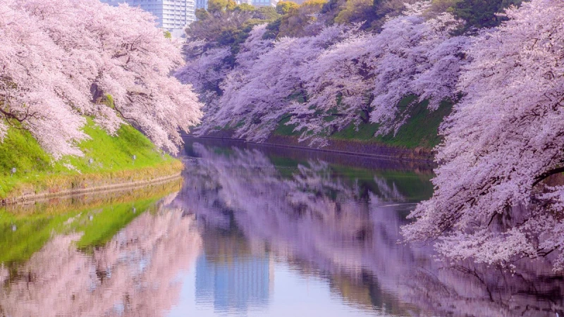 賞櫻不用等！現在出發去日本迎接櫻花季正是時候
