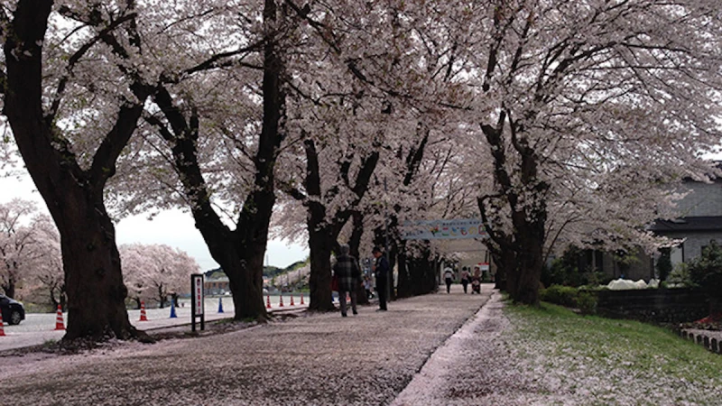 在地人才知道的賞櫻好去處：橫濱「孩子王國」家庭旅遊日本賞櫻就來這！