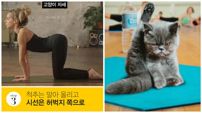 想不到連伸懶腰都可以減肥！日本大熱貓式減肥法，一個月減掉4KG！