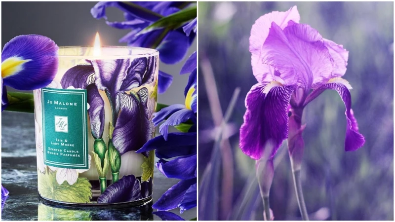 擁有彩繪瓶身的Jo Malone London 2017年度慈善蠟燭,有這麼美的紫色鳶尾花我也想買來做公益