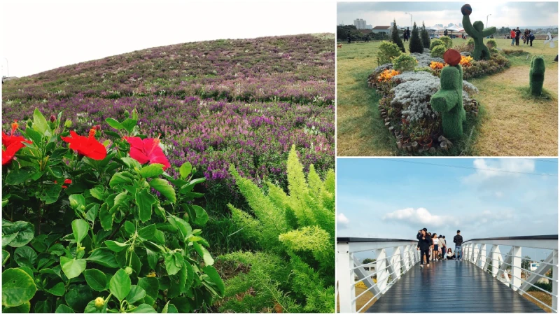 台北朝聖景點再加一！去了兒童樂園順道來「關渡花海」拍第二期的高雅天使花