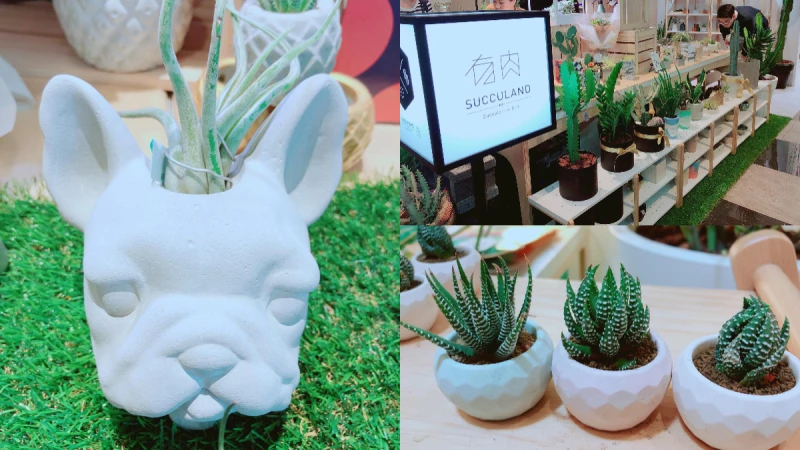 就像小動物一樣療癒舒壓！超可愛肥胖系、多刺系有肉植物...「有肉 Succulent &amp; Gift」首間快閃店進駐新光A11
