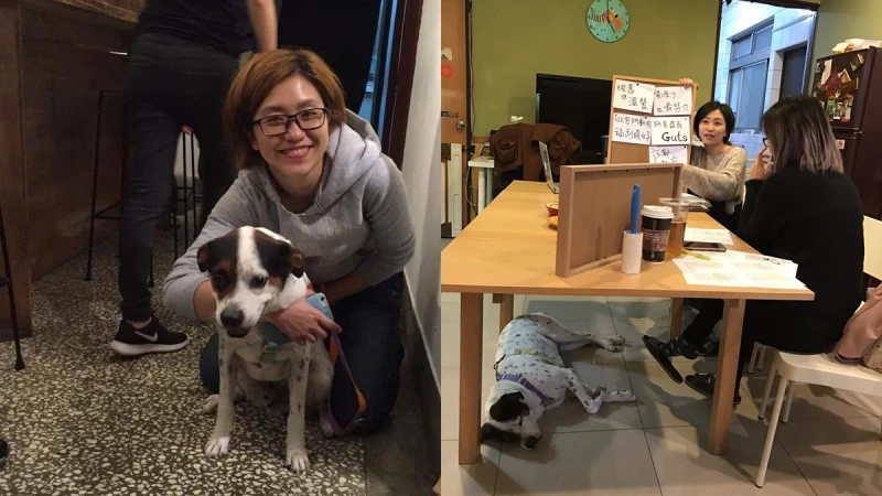 沒有那麼難 收起眼淚再給棄犬希望 專訪《十二夜》導演Raye