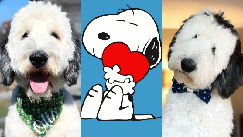 是真實版「史努比」無誤！毛小孩網紅 Otis 搖頭晃腦的耍萌模樣，真心太可愛啦～