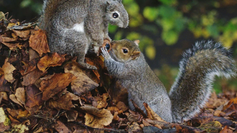 看見大自然的野生魅力!公視「動物秘密一籮筐」紀錄片,派出動物間諜也太可愛了吧!