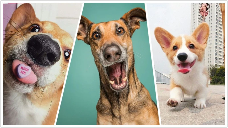 英國人把狗寵上天的5大瘋狂行徑！一年居然要花80萬、狗狗還有早午餐高峰會......