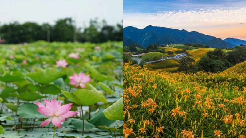 【玩咖懶人包】2019夏季賞花全攻略！蓮花、金針花季接力盛開，5大夢幻景點總整理