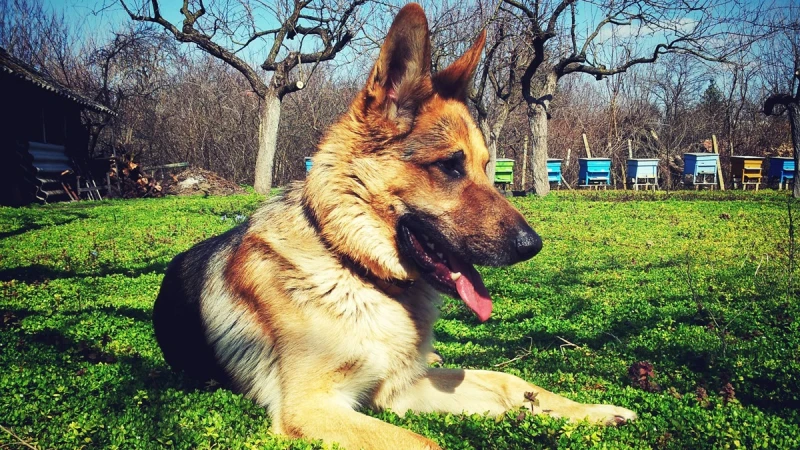 「即便老了、走路搖搖晃晃，牠還是看起來很快樂、比以往更優雅」...年邁牧羊犬接受世界的改變，並教我成為更好的人