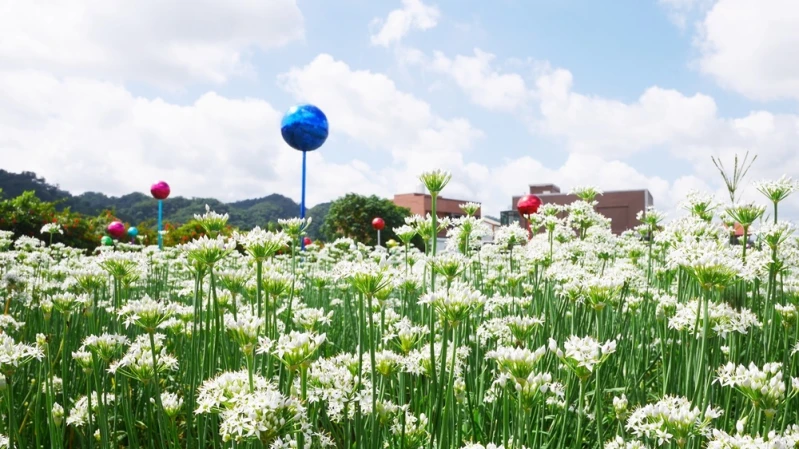 【桃園景點】大溪正下著「夢幻九月雪」！400公頃韭菜花田交織成唯美風景，潔白浪漫花海只綻放一個月