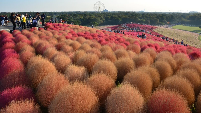 【MiKU玩日本】秋天不只賞楓！初秋到日本就該看「掃帚草」，3萬株圓滾滾波波草太療癒，鄰近還有海上咖啡廳Sea BiRDS CAFE