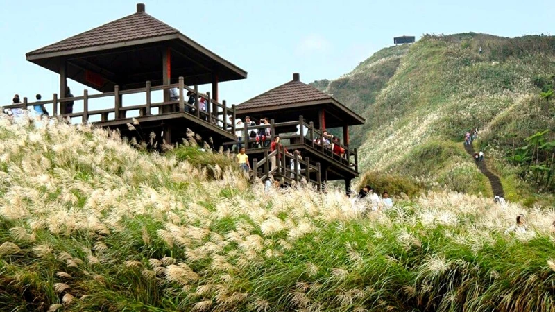 秋天限定「絕美銀白海浪」來了！「2019草嶺古道芒花季」景點、交通、活動懶人包