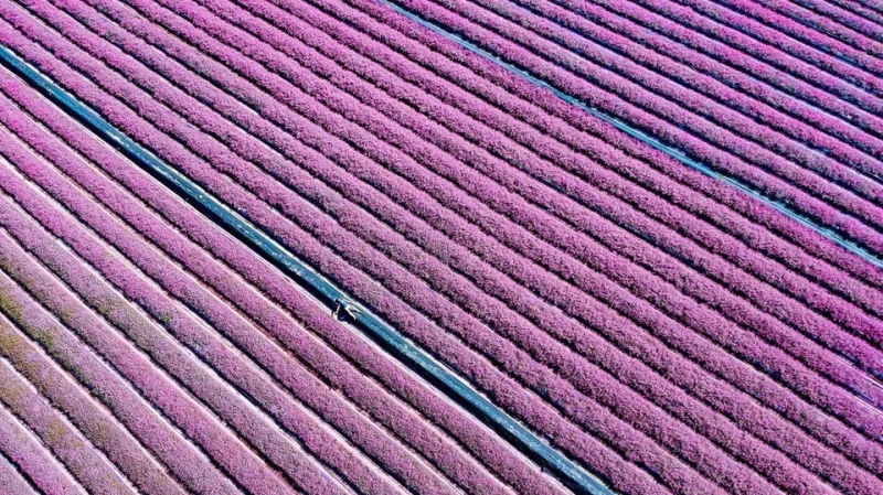台灣版普羅旺斯花海來了！「2019桃園仙草花節」5公頃紫色花毯美爆，完整活動&amp;交通資訊全整理好了
