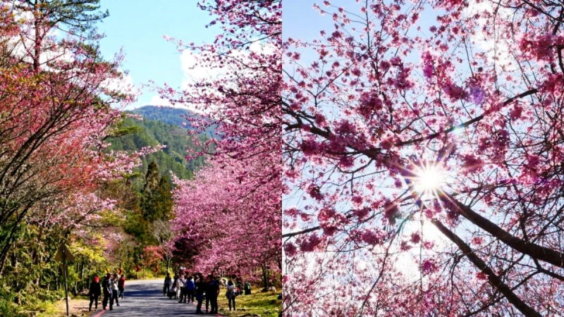 「2020武陵農場櫻花季」浪漫綻放中！十大賞櫻景點、交通管制資訊完整攻略
