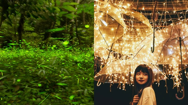 隱藏版賞螢秘境！宜蘭「藏酒酒莊」螢火蟲漫天飛舞、唯美燈海，初夏就來趟森林冒險吧