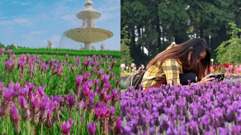 九族文化村「紫戀薰衣草季」10萬株薰衣草浪漫綻放！，紫色花海宛如置身歐洲，還能免費搭日月潭纜車