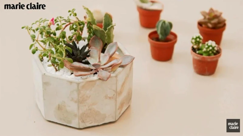 簡單幾步驟，辦公室療癒系多肉森林自己做