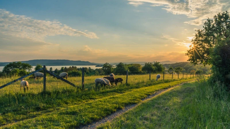 農遊券申請、領取方式7大QA懶人包！每份250元，最晚7/18前上網登記