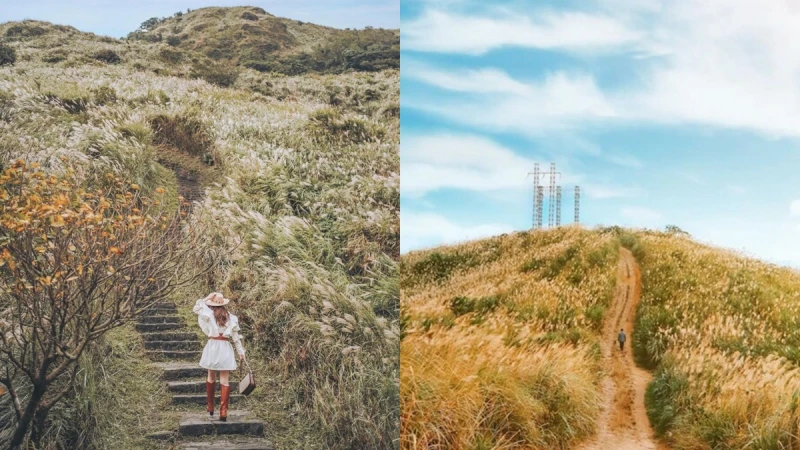 銀白海浪「2021芒草季」登場！盤點5個大台北芒草景點，不厭亭、草嶺古道等，花海隨風飄逸美如雪