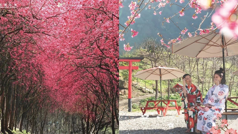 「桃園最美山林莊園」翠墨莊園迎浪漫櫻花季！上千棵櫻花樹成粉紅天堂，還能換穿和服當一回櫻花妹