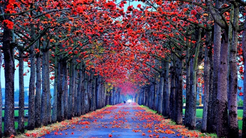 世界最美花海！2021台南白河木棉花季火紅綻放，23天限定春季美景登場，快牽心愛的人領略浪漫花語