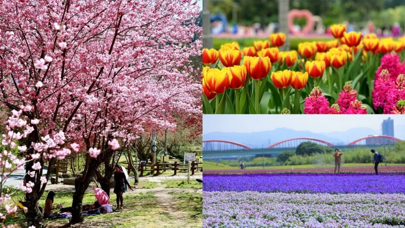 2021全台賞花懶人包！粉嫩櫻花、鬱金香、木棉花、紫色花毯等10大初春花海正盛開，週末放假快衝一波