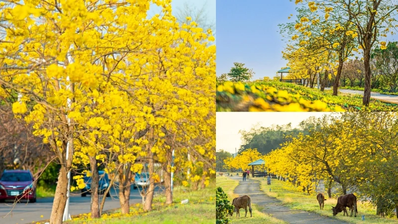 「黃金隧道」現蹤屏東！黃金風鈴木賞花秘境公開，幸運兒能看到「牛吃草」療癒畫面