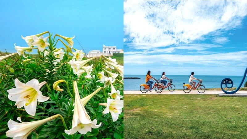 雪白野百合讓北海岸變更美了！6大絕佳「賞花地圖」公開，大推騎單車前往，海浪、金黃夕陽一次收
