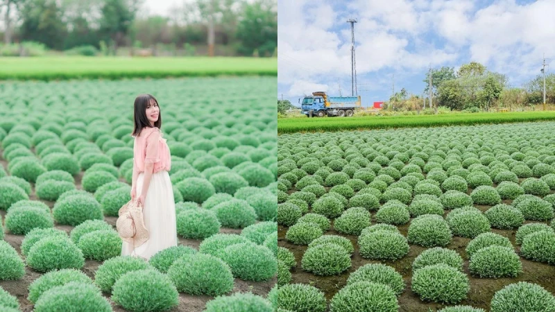 1000顆波波草療癒破表!一顆顆圓滾滾「抹茶小丸子」排排站好超壯觀,隱身田野中的網美秘境大公開