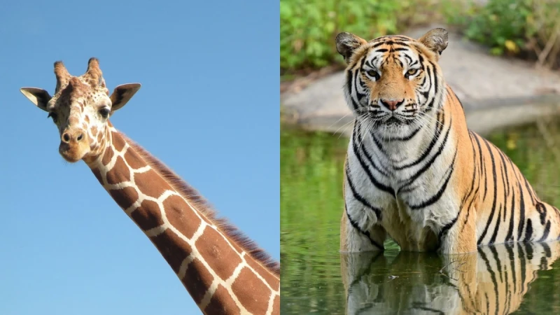 動物控請鎖定！六福村「動物園實境解謎」單元上線，近距離看孟加拉虎、長頸鹿超紓壓，還能即時問答長知識