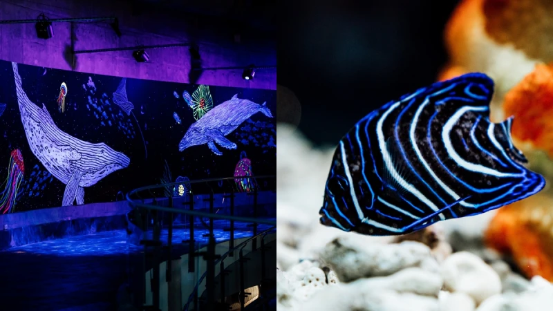 20公尺長「螢光廊道」夢幻登場！屏東海生館打造全新網美打卡牆，還能與鯨共舞、看珊瑚礁幼魚悠游