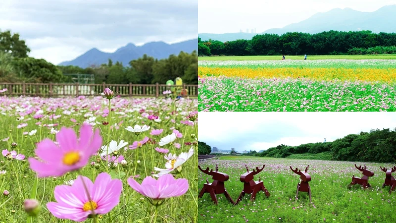 2021關渡秘境花海擴大到5公頃！限時16天繽紛綻放，交通接駁車資訊整理