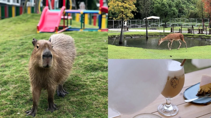 斑比山丘更可愛了！加入呆萌水豚萌度再升級，還推雨天限定飲品「雲朵丸子」網美必拍