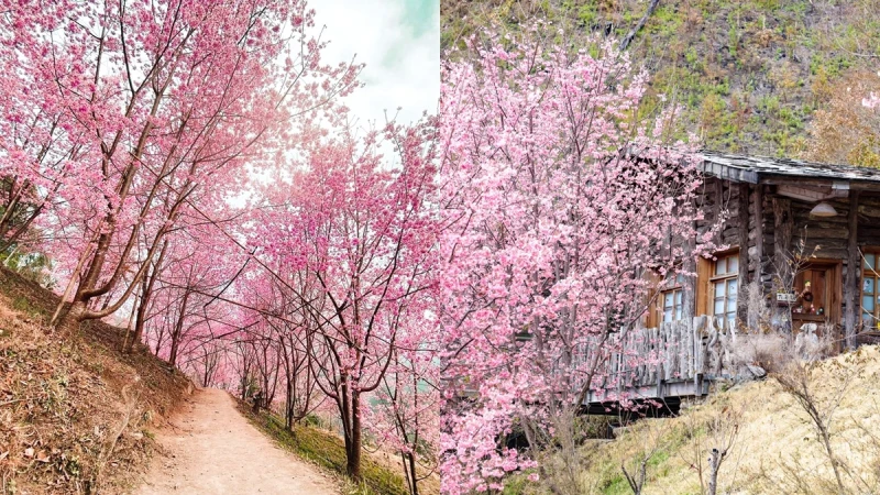 2022司馬庫斯櫻花季來了！「上帝的部落」變身粉嫩天堂，管制時間、數量懶人包