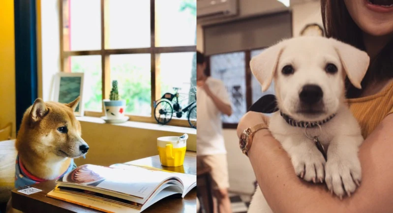 全台8間寵物友善餐廳推薦！帶著毛小孩吃喝玩樂，一起寫下更多的生活點滴
