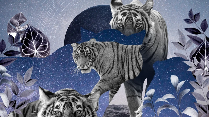 【心理測驗】2022年你的動物守護靈在那裡?快來召喚牠現身,一起勇敢做夢!