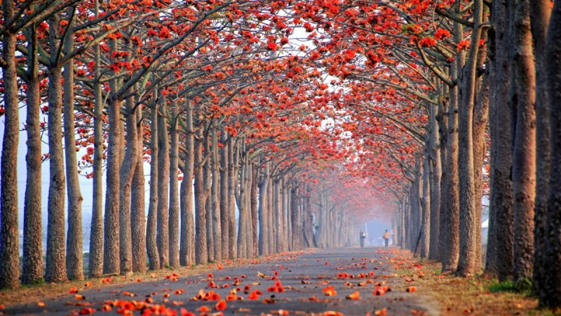 2022台南白河木棉花季夢幻盛放！「世界最美花海」限定23天起跑，交通管制資訊、活動日期一覽