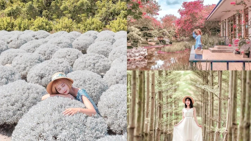 2024彰化7大景點懶人包!毛茸茸波波草超療癒,神秘「龍貓隧道」去過了嗎?