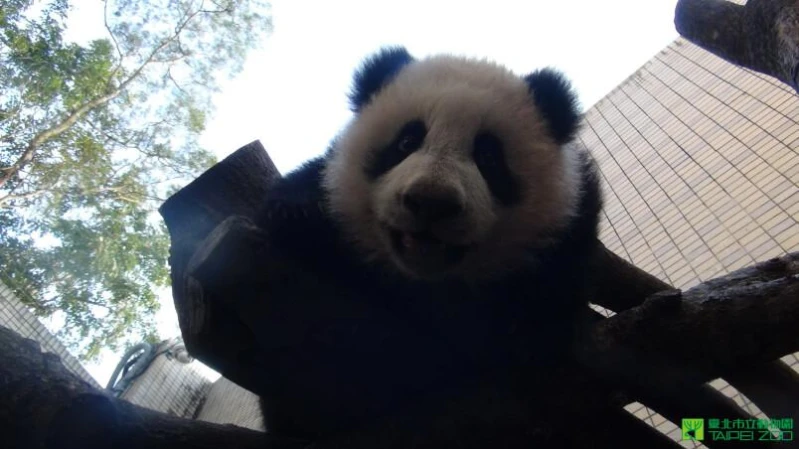 小貓熊「圓仔」正式亮相倒數計時 全球最受歡迎貓熊寶寶熱情催票中！