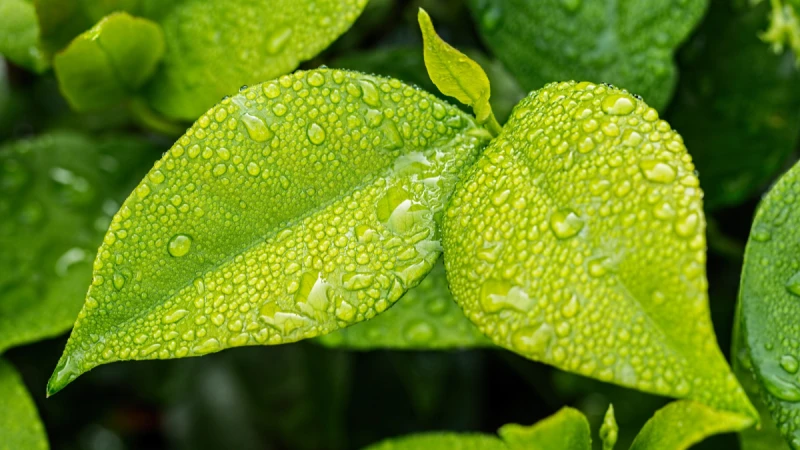 2023節氣「雨水」到!4習俗表孝心超有趣 犯4禁忌恐傷身