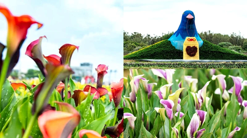 2023桃園彩色海芋季規模歷年最大！8萬株花海、5公尺高青鳥、許願噴泉…接駁車資訊快看